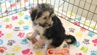 Robert, a male Morkie for sale in Tucson, AZ – Photo 5 of 10