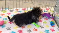 Robert, a male Morkie for sale in Tucson, AZ – Photo 10 of 10