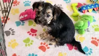 Robert, a male Morkie for sale in Tucson, AZ – Photo 7 of 10