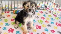 Robert, a male Morkie for sale in Tucson, AZ – Photo 3 of 10