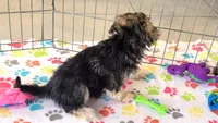 Robert, a male Morkie for sale in Tucson, AZ – Photo 9 of 10