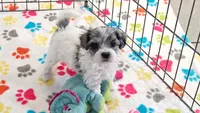 Sydney, a female Havapoo for sale in Tucson, AZ – 3 of 8