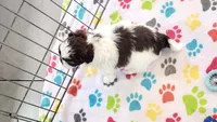 Ella, a female Shih Tzu and Poodle - Toy  for sale in Tucson, AZ – 8 of 10