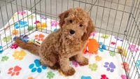 Otis, a male Cavapoo and Poodle - Miniature  for sale in Tucson, AZ – 2 of 10
