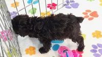 Dexter, a male Cockapoo and Poodle - Toy  for sale in Tucson, AZ – 3 of 9