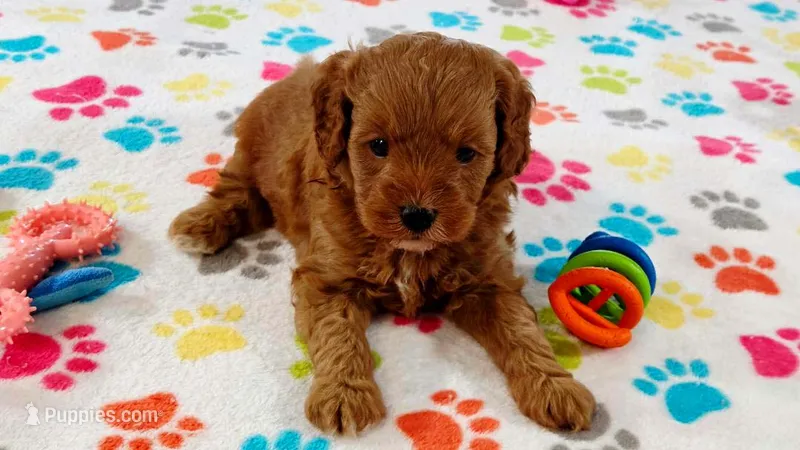 Otis – Cavapoo, Poodle - Miniature  puppy for sale in Tucson, AZ