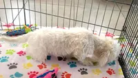 Jackson, a male Shih Tzu for sale in Tucson, AZ – 5 of 10