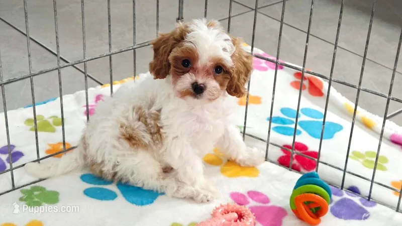 Violet – Cavapoo, Poodle - Toy  puppy for sale in Tucson, AZ