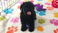 Cody, a male Yorkshire Terrier and Poodle - Toy  for sale in Tucson, AZ – 2 of 10