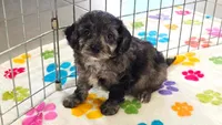 Justin, a male Cavapoo for sale in Tucson, AZ – 2 of 10