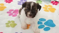 Tucker, a male Havashire for sale in Tucson, AZ – 9 of 10
