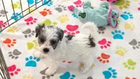 Maya, a female Havapoo for sale in Tucson, AZ – 5 of 10