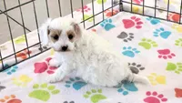 Annie, a female Cavapoo and Poodle - Toy  for sale in Tucson, AZ – 3 of 10
