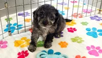 Justin, a male Cavapoo for sale in Tucson, AZ – 6 of 10
