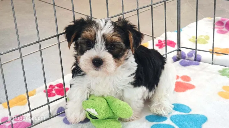 Sam – Yorkshire Terrier puppy for sale in Tucson, AZ