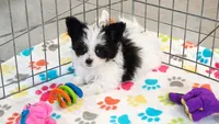 Baxter, a male Maltese and Papillon for sale in Tucson, AZ – 4 of 8