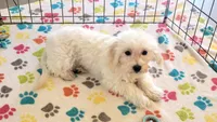 Tyson, a male Maltipoo for sale in Tucson, AZ – 10 of 10