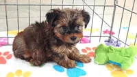 Bruce, a male Yorkshire Terrier for sale in Tucson, AZ – 2 of 10