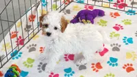 Gracie, a female Cavapoo and Poodle - Toy  for sale in Tucson, AZ – 3 of 10