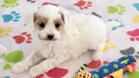 Annie, a female Cavapoo and Poodle - Toy  for sale in Tucson, AZ – 8 of 10