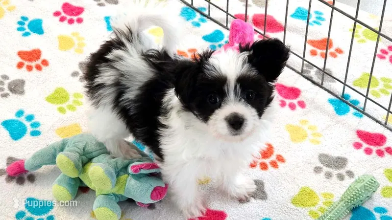 Dakota – Maltese, Papillon puppy for sale in Tucson, AZ