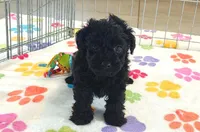 Cody, a male Yorkshire Terrier and Poodle - Toy  for sale in Tucson, AZ – 8 of 10