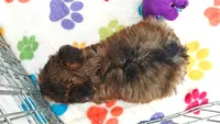 Bruce, a male Yorkshire Terrier for sale in Tucson, AZ – 8 of 10