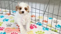 Hank, a male Cavapoo and Poodle - Toy  for sale in Tucson, AZ – 3 of 10