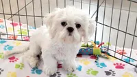 Jackson, a male Shih Tzu for sale in Tucson, AZ – 6 of 10
