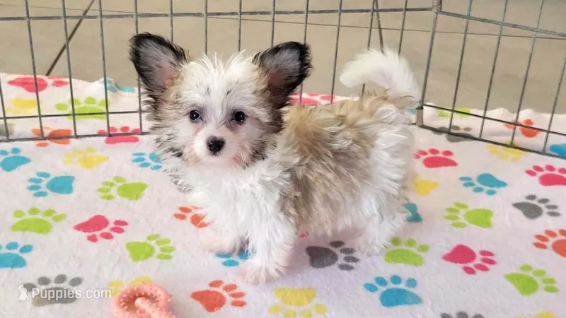 Leo – Maltese, Papillon puppy for sale in Tucson, AZ