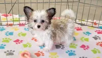 Leo, a male Maltese and Papillon for sale in Tucson, AZ – Photo 1 of 10