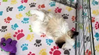 Leo, a male Maltese and Papillon for sale in Tucson, AZ – Photo 10 of 10