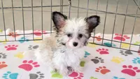 Leo, a male Maltese and Papillon for sale in Tucson, AZ – Photo 2 of 10