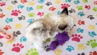 Leo, a male Maltese and Papillon for sale in Tucson, AZ – Photo 3 of 10