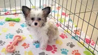 Leo, a male Maltese and Papillon for sale in Tucson, AZ – Photo 9 of 10