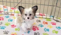 Leo, a male Maltese and Papillon for sale in Tucson, AZ – Photo 7 of 10