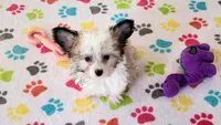Leo, a male Maltese and Papillon for sale in Tucson, AZ – Photo 4 of 10