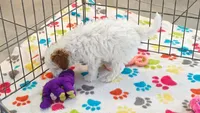 Gracie, a female Cavapoo and Poodle - Toy  for sale in Tucson, AZ – 4 of 10