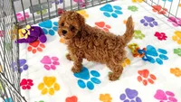 Chase, a male Cavapoo and Poodle - Toy  for sale in Tucson, AZ – 8 of 10