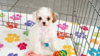 Harley, a female Cavapoo and Poodle - Toy  for sale in Tucson, AZ – 2 of 9