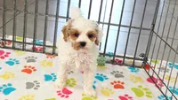 Hank, a male Cavapoo and Poodle - Toy  for sale in Tucson, AZ – 7 of 10