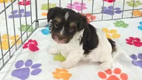 Piper, a female Havashire for sale in Tucson, AZ – 8 of 9