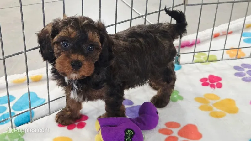 Alex – Cavapoo, Poodle - Toy  puppy for sale in Tucson, AZ