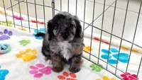 Willow, a female Cavapoo and Poodle - Toy  for sale in Tucson, AZ – 10 of 10