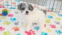 Sydney, a female Havapoo for sale in Tucson, AZ – 6 of 8