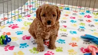Frankie, a male Cavapoo and Poodle - Miniature  for sale in Tucson, AZ – 3 of 10