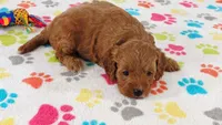 Otis, a male Cavapoo and Poodle - Miniature  for sale in Tucson, AZ – 6 of 10
