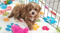 Lilly, a female Cavapoo and Poodle - Toy  for sale in Tucson, AZ – 9 of 10