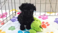 Cooper, a male Cavapoo and Poodle - Toy  for sale in Tucson, AZ – 9 of 10