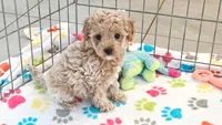 Maddie, a female Cavapoo and Poodle - Toy  for sale in Tucson, AZ – 1 of 10